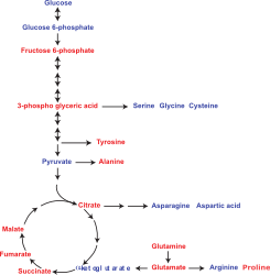 Trophoblast research figure